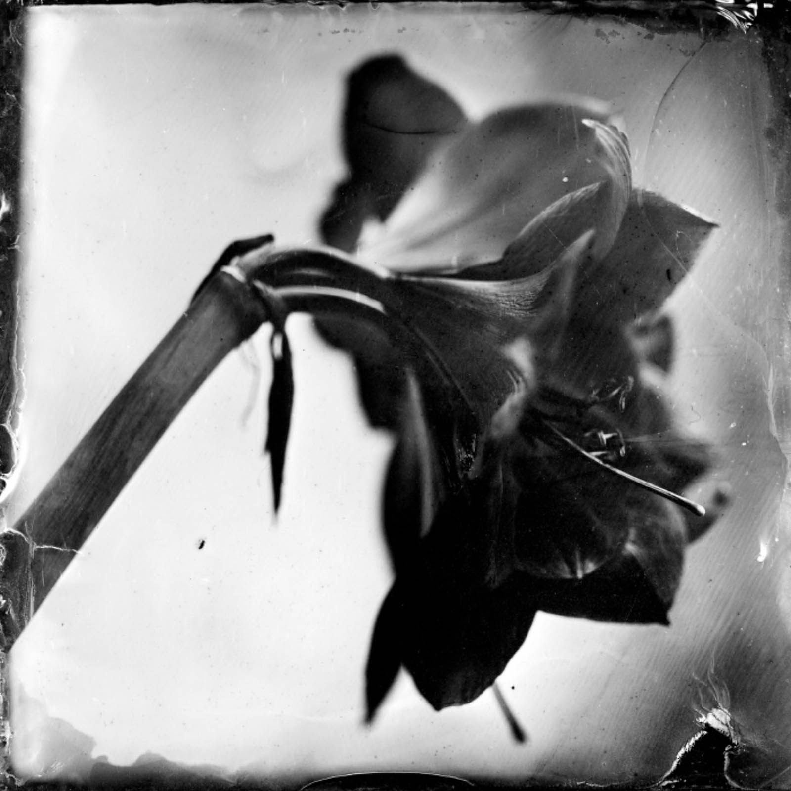 Wet plate collodion portrait by Gaetan Bernede