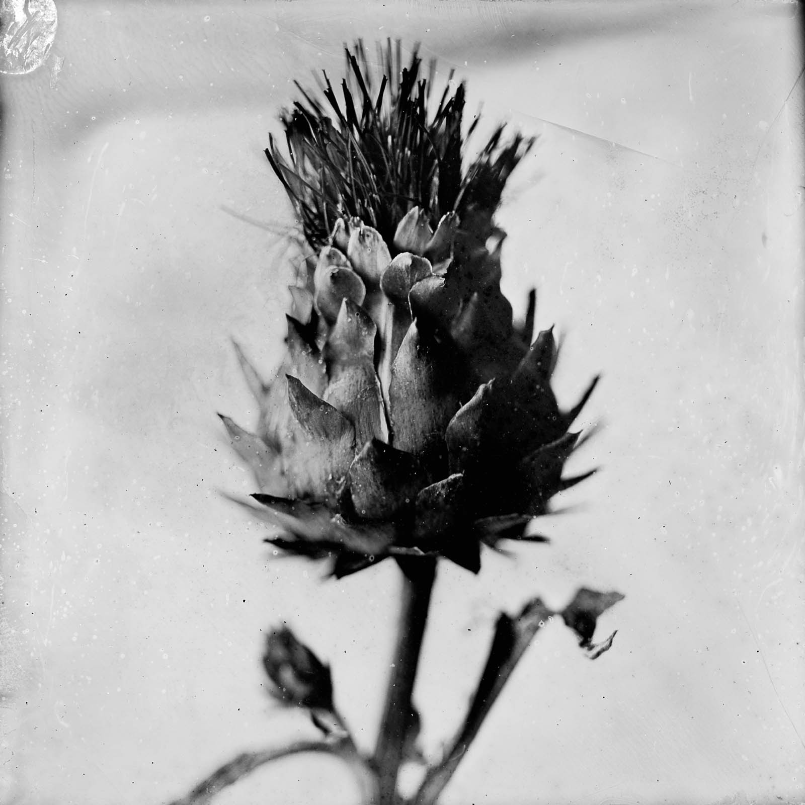 Wet plate collodion portrait by Gaetan Bernede