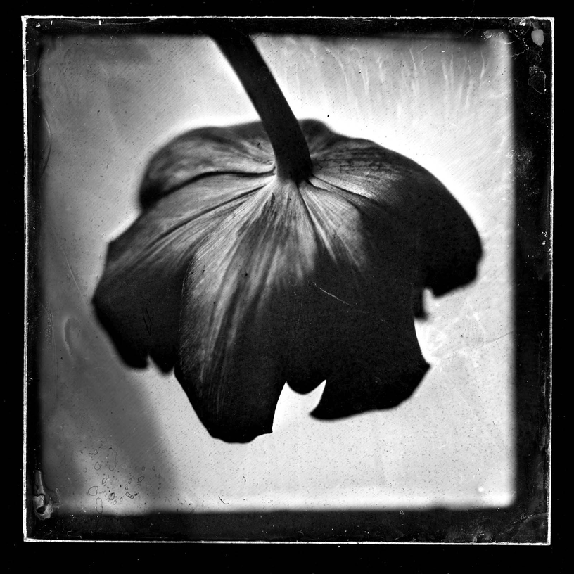 London Collodion